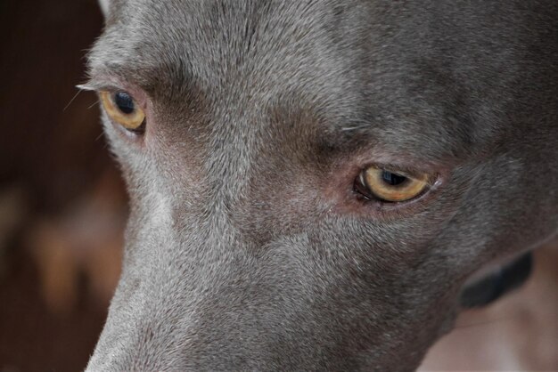 Photo close-up of dog