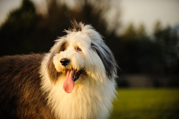 犬のクローズアップ