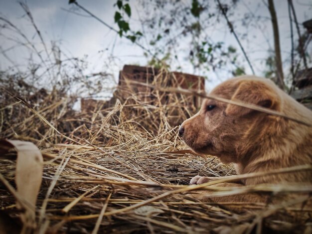 Close-up of dog