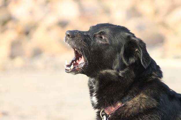 Close-up of dog