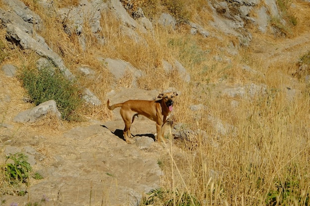 Close-up of dog