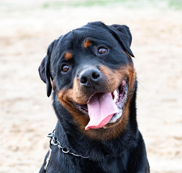 Photo close-up of dog