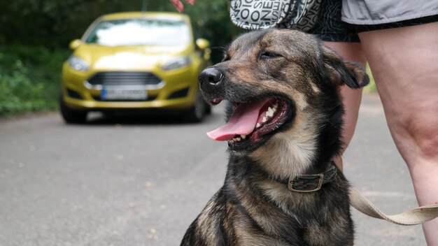 Photo close-up of a dog