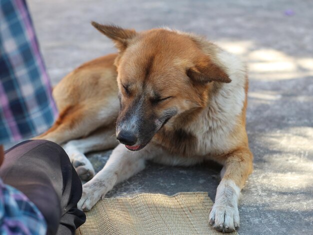 Photo close-up of dog