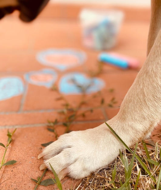 Foto prossimo piano del cane