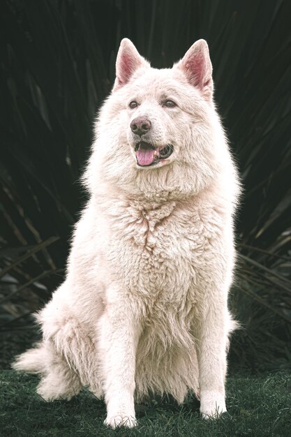 Foto close-up di un cane