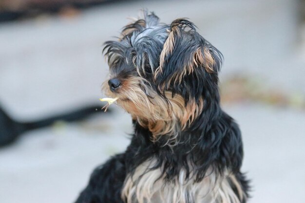 Foto prossimo piano del cane