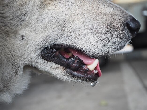 Photo close-up of a dog