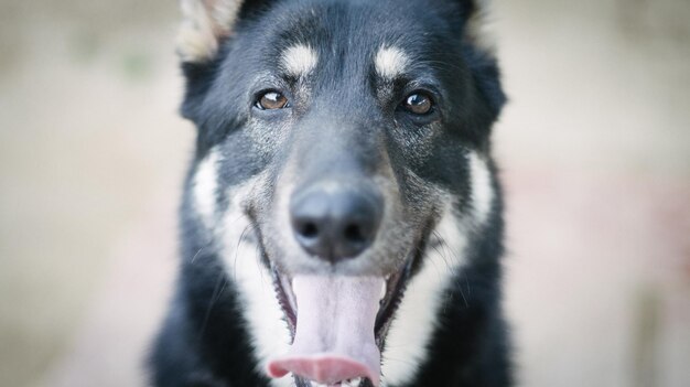 close-up of dog