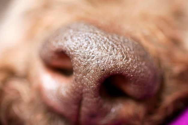 Foto prossimo piano del cane