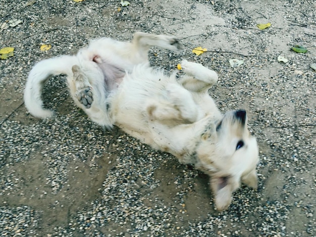 Foto prossimo piano del cane