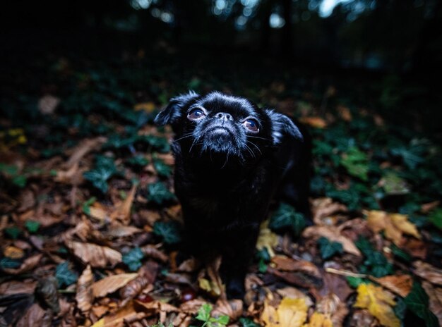 犬のクローズアップ