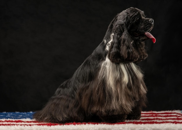 Foto prossimo piano del cane