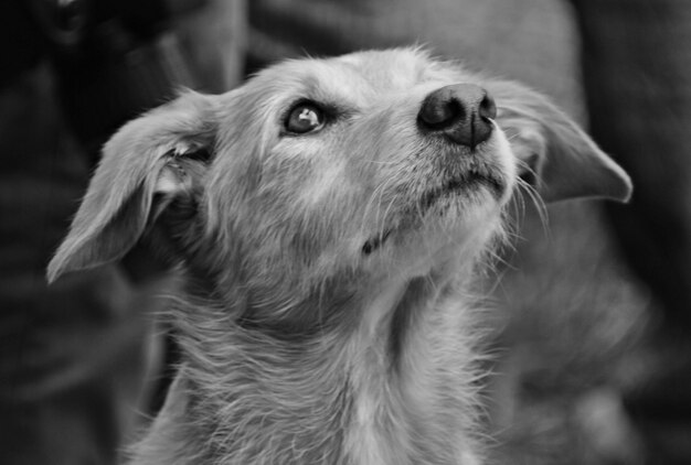 Photo close-up of dog