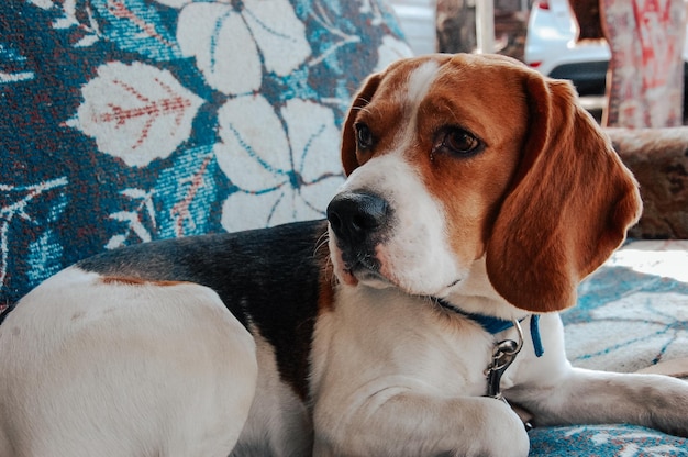 Photo close-up of dog