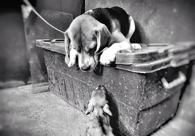 Foto prossimo piano del cane