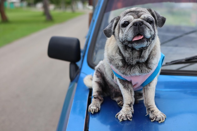 Foto prossimo piano del cane