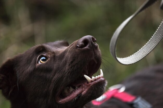 Photo close-up of a dog