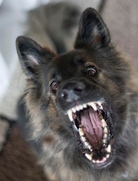 犬のクローズアップ