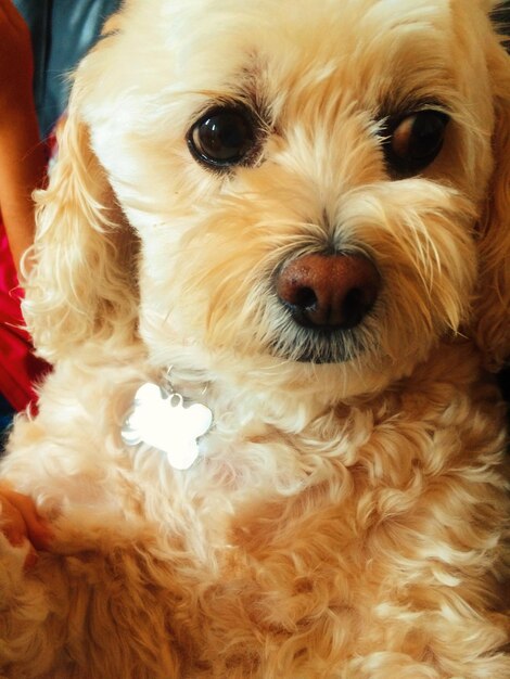 Photo close-up of a dog