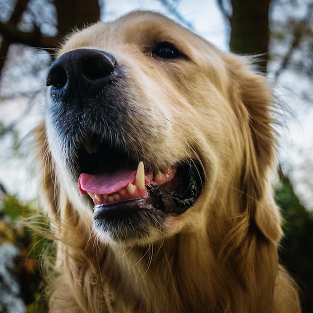 Foto prossimo piano del cane