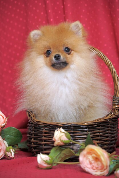 Photo close-up of a dog