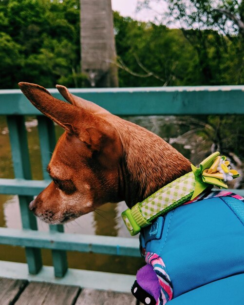 Close-up of a dog