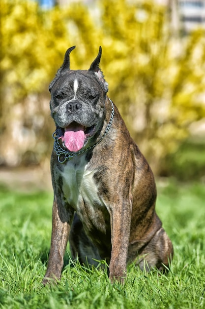 Photo close-up of a dog