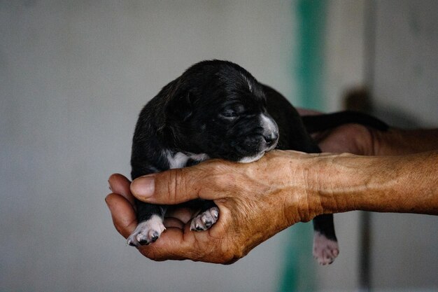 Foto prossimo piano del cane