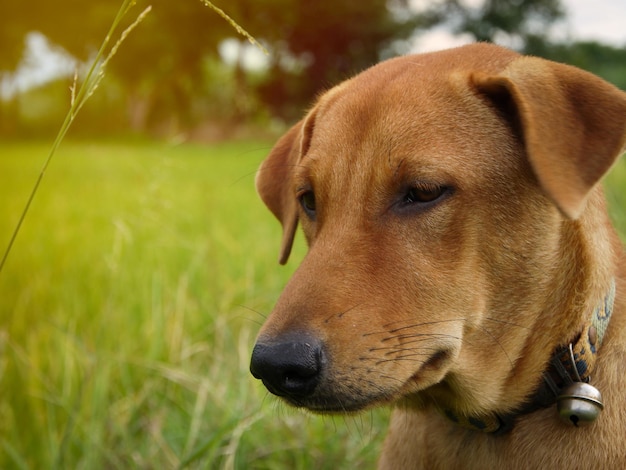 Close-up of a dog