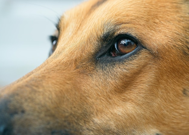 Photo close-up of dog