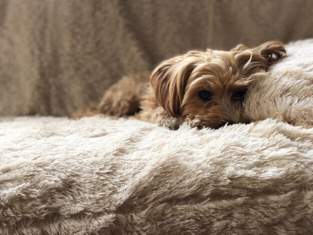 Photo close-up of a dog