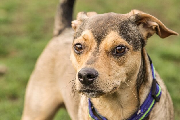 Close-up of dog