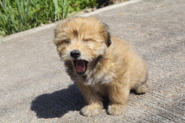 犬のクローズアップ