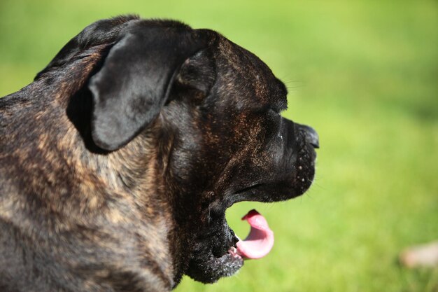 Close-up of a dog