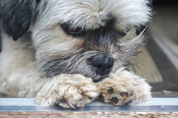 Foto prossimo piano del cane