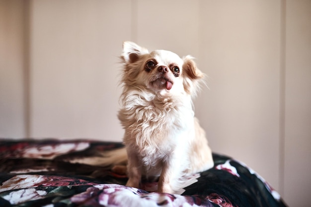 犬のクローズアップ