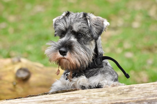 Photo close-up of a dog