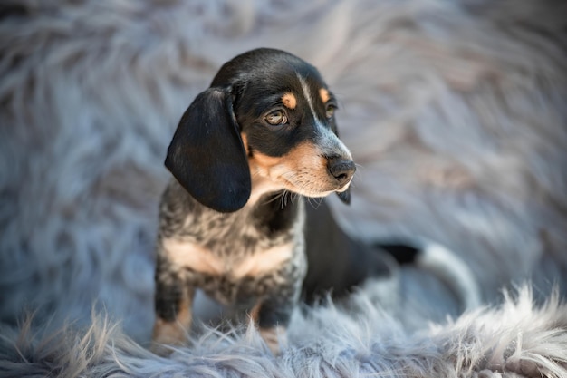 Photo close-up of dog