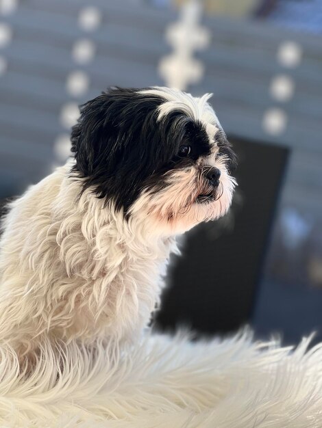 Foto prossimo piano del cane