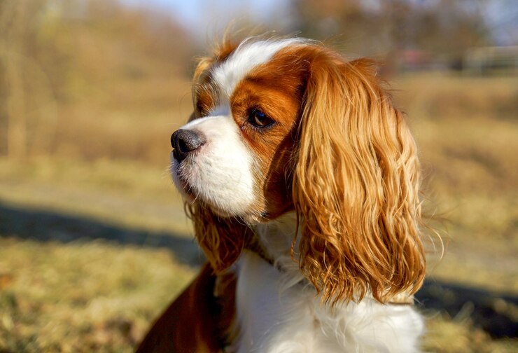 Photo close-up of dog