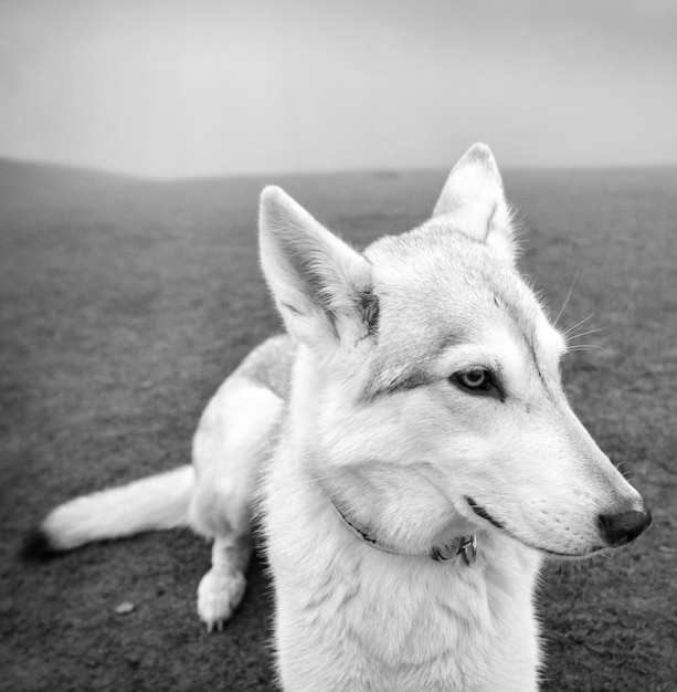 Foto prossimo piano del cane