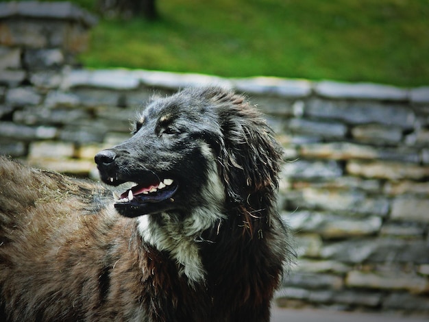 Photo close-up of dog