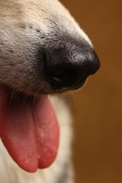 Photo close-up of a dog