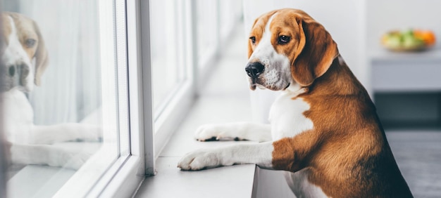 犬のクローズアップ