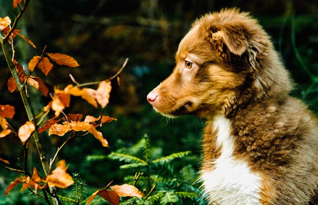 Foto prossimo piano del cane