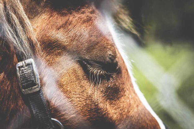 Foto close-up di un cane