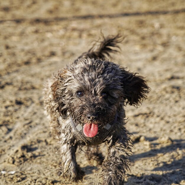 Photo close-up of dog