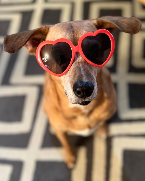 Foto prossimo piano del cane