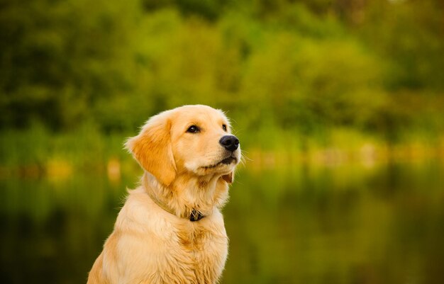 Photo close-up of dog